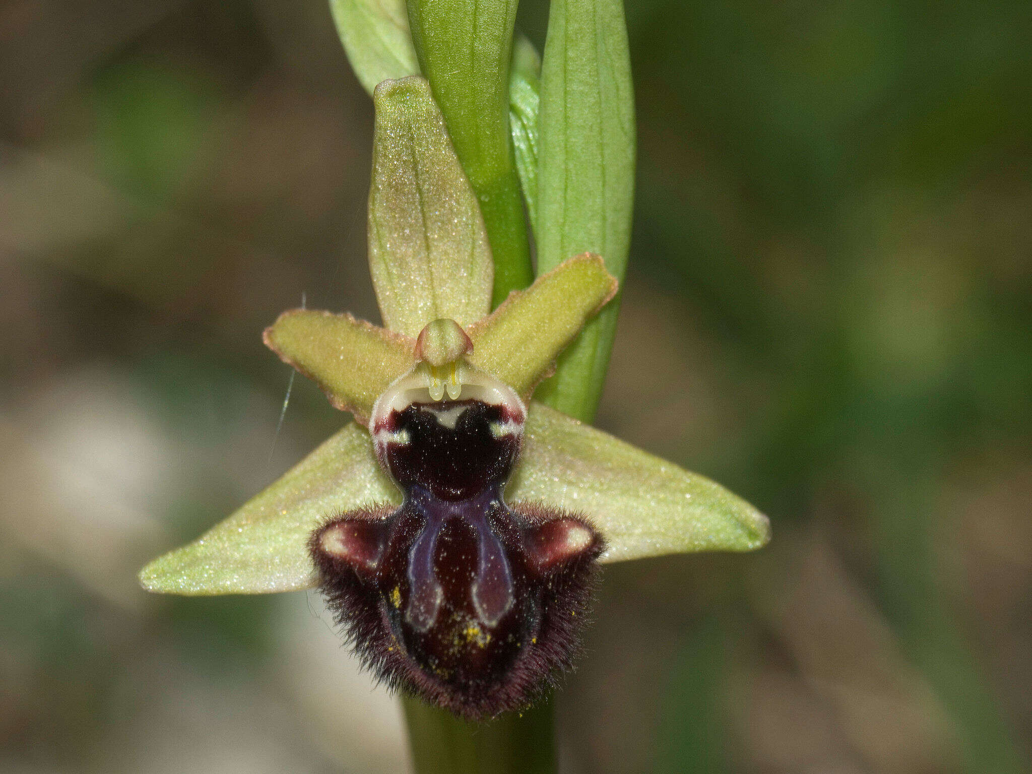 Image of Ophrys sphegodes subsp. atrata (Rchb. fil.) A. Bolòs