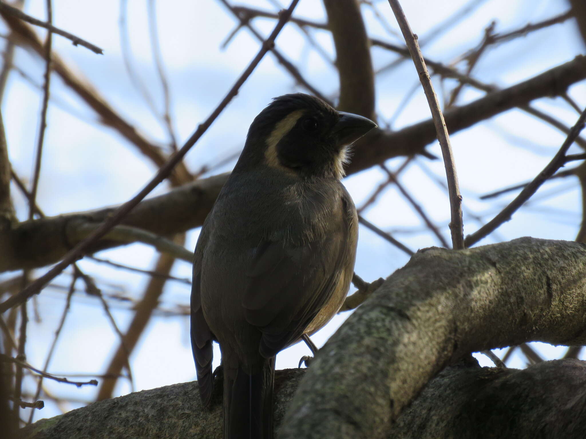 Image of Golden-billed Saltator