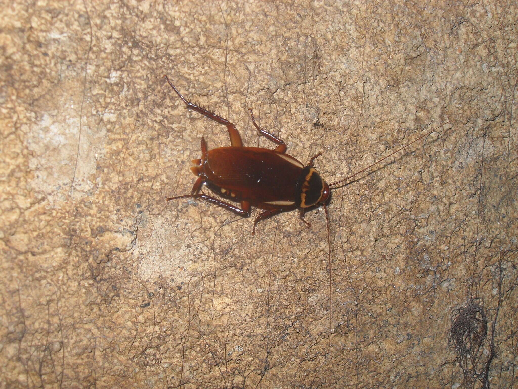 Image of Australian cockroach