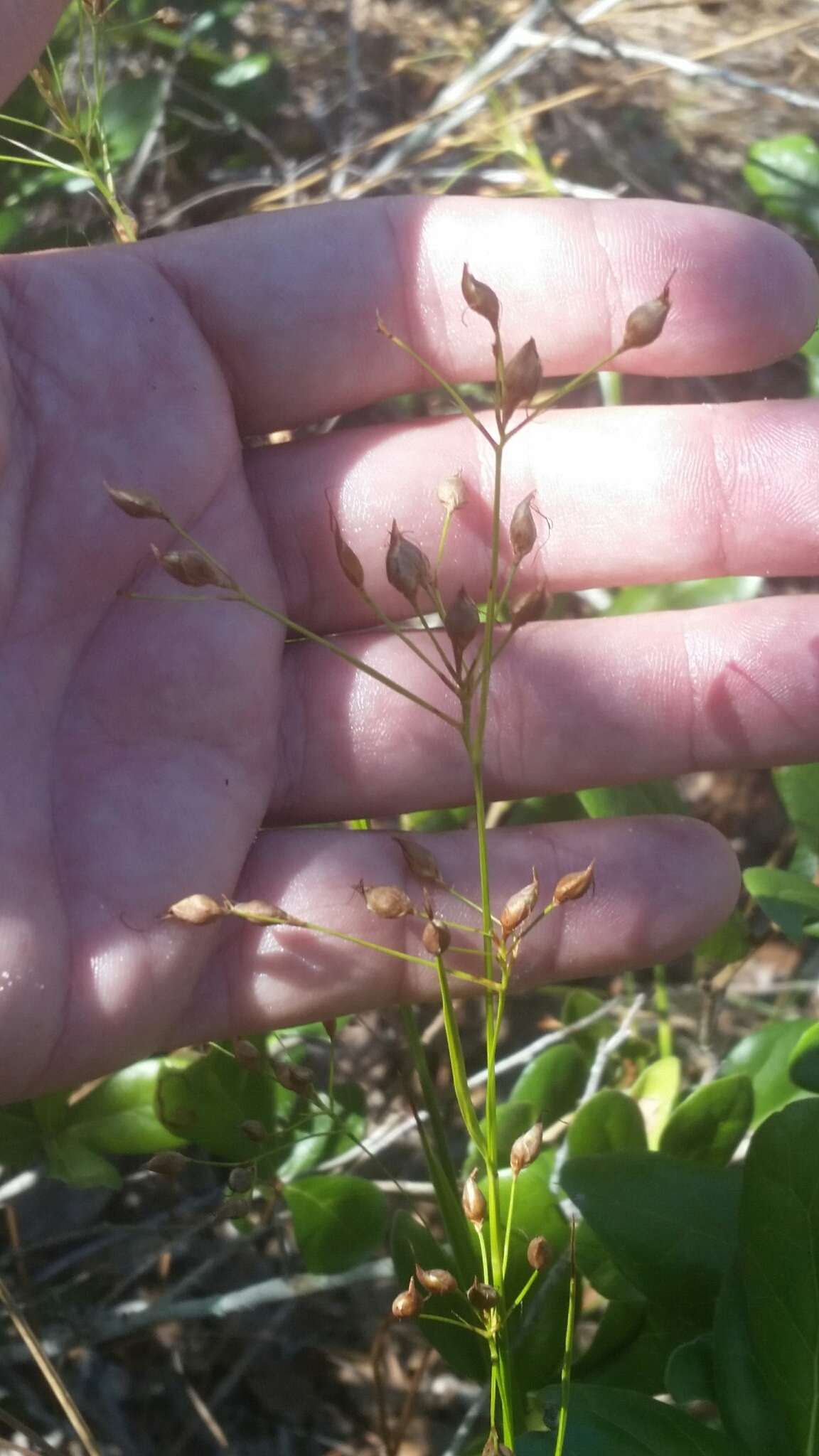 Rhynchospora megalocarpa A. Gray resmi