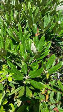 Sivun Rhododendron formosanum Hemsl. kuva