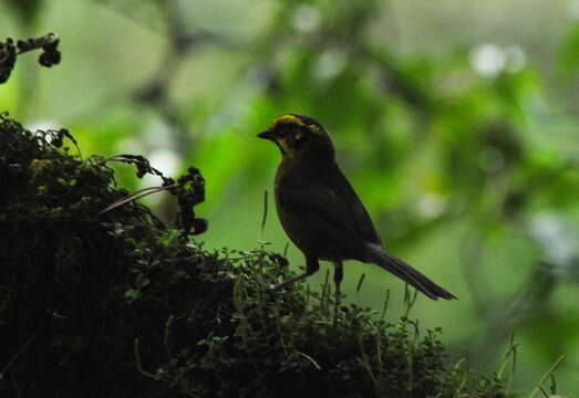 Plancia ëd Atlapetes citrinellus (Cabanis 1883)