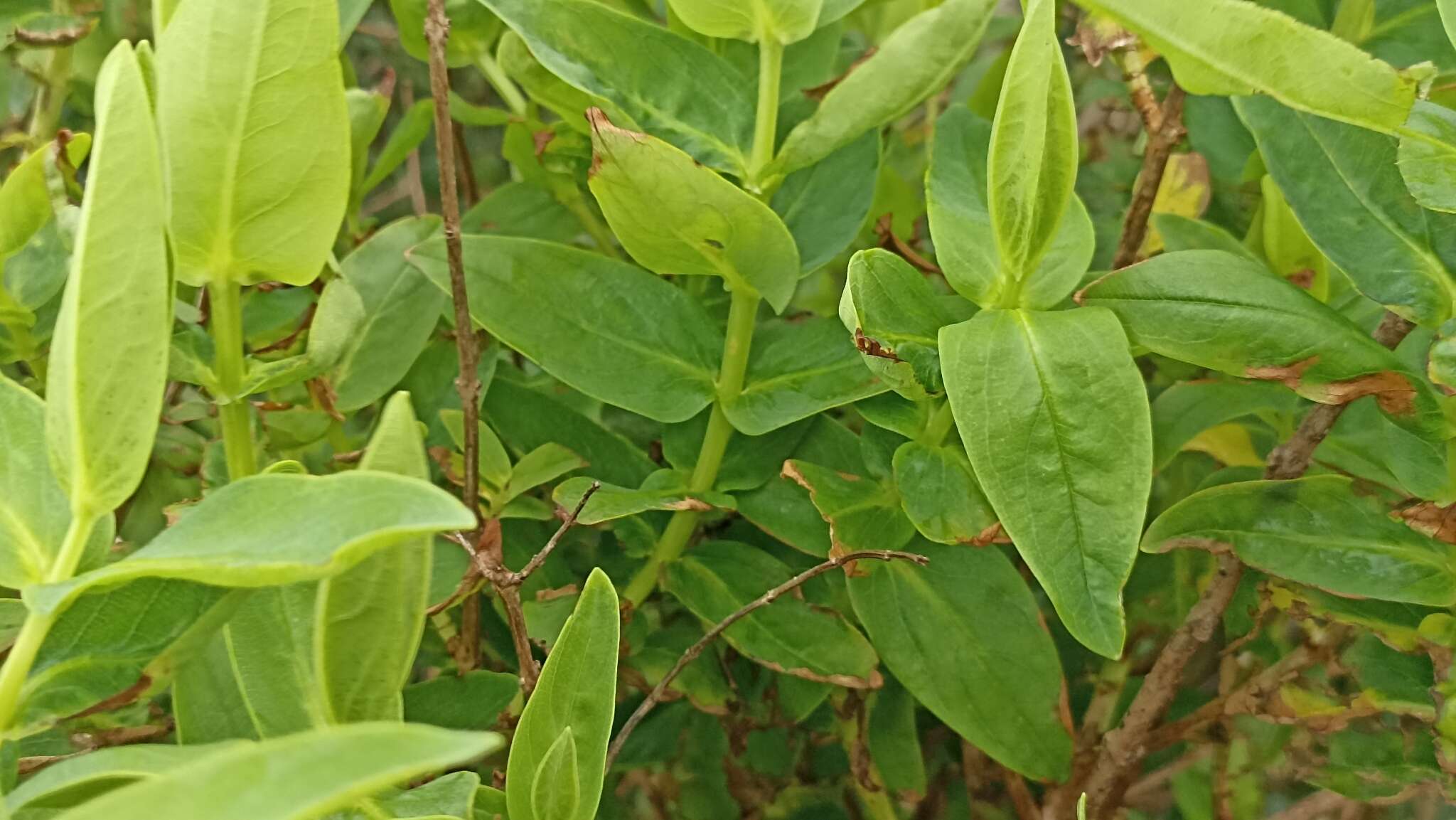 Image of Hypericum foliosum Dryand. ex Ait.