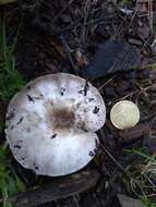 Image of Agaricus bresadolanus Bohus 1969