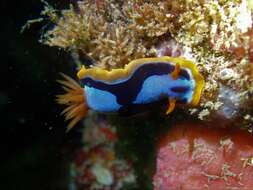 Image de Chromodoris westraliensis (O'Donoghue 1924)