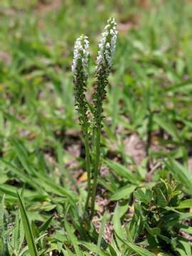 Image of Brachystele guayanensis (Lindl.) Schltr.