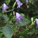 Sivun Strobilanthes cordifolia (Vahl) J. R. I. Wood kuva