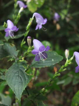 Image of Strobilanthes cordifolia (Vahl) J. R. I. Wood