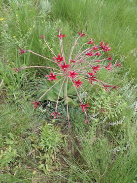 Image of Brunsvigia undulata F. M. Leight.