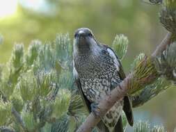 Image of Little Wattlebird