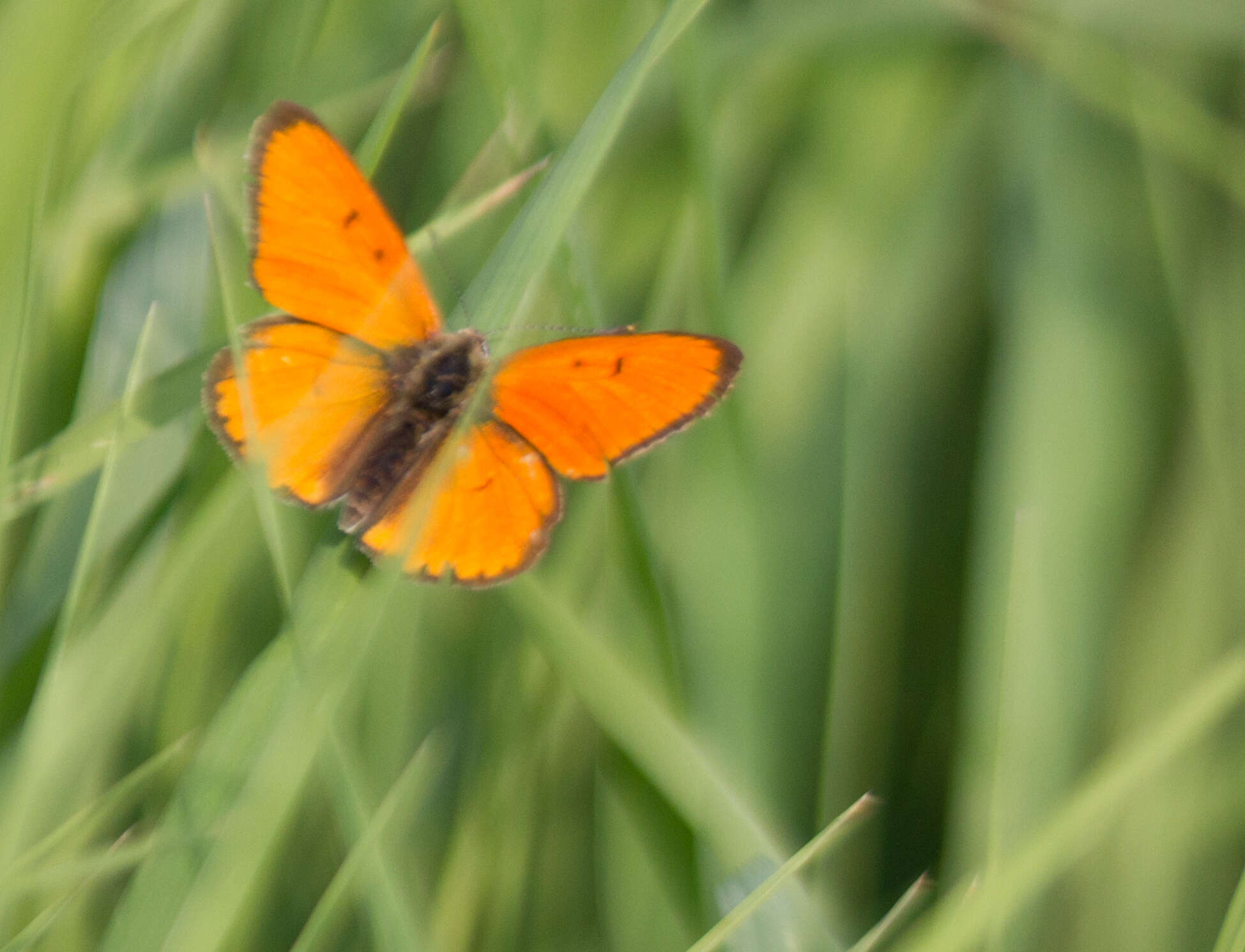 Image of Lycaena dispar rutilus (Werneburg 1864)