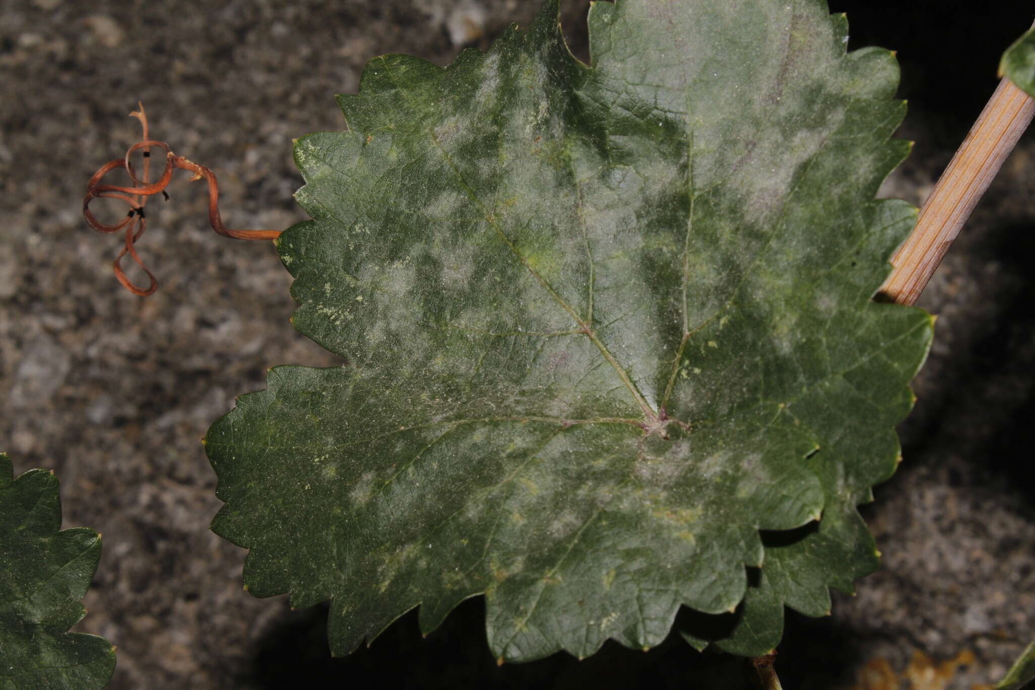 Image of Grape Powdery Mildew