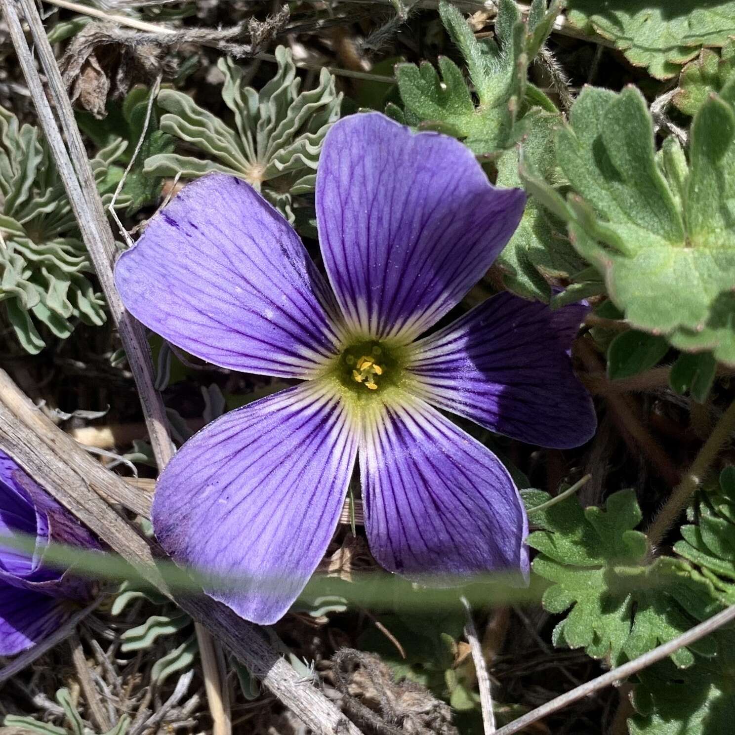 Image of Oxalis laciniata Cav.