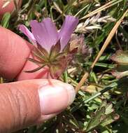 Image de Sidalcea calycosa subsp. rhizomata (Jeps.) S. R. Hill