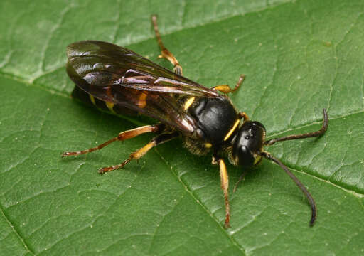 Image of Argogorytes Ashmead 1899