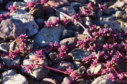 Image of Trianthema parvifolia E. Mey.