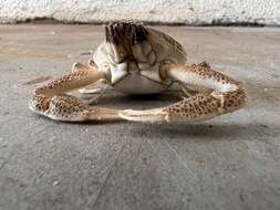 Image of Mottled Purse Crab