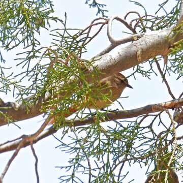 Image of Brown-capped Tit-Spinetail