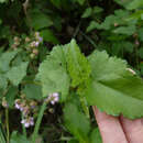 Image de Monteiroa glomerata (Hook. & Arn.) Krapov.