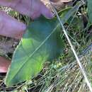 Imagem de Senecio integerrimus var. ochroleucus (A. Gray) Cronq.