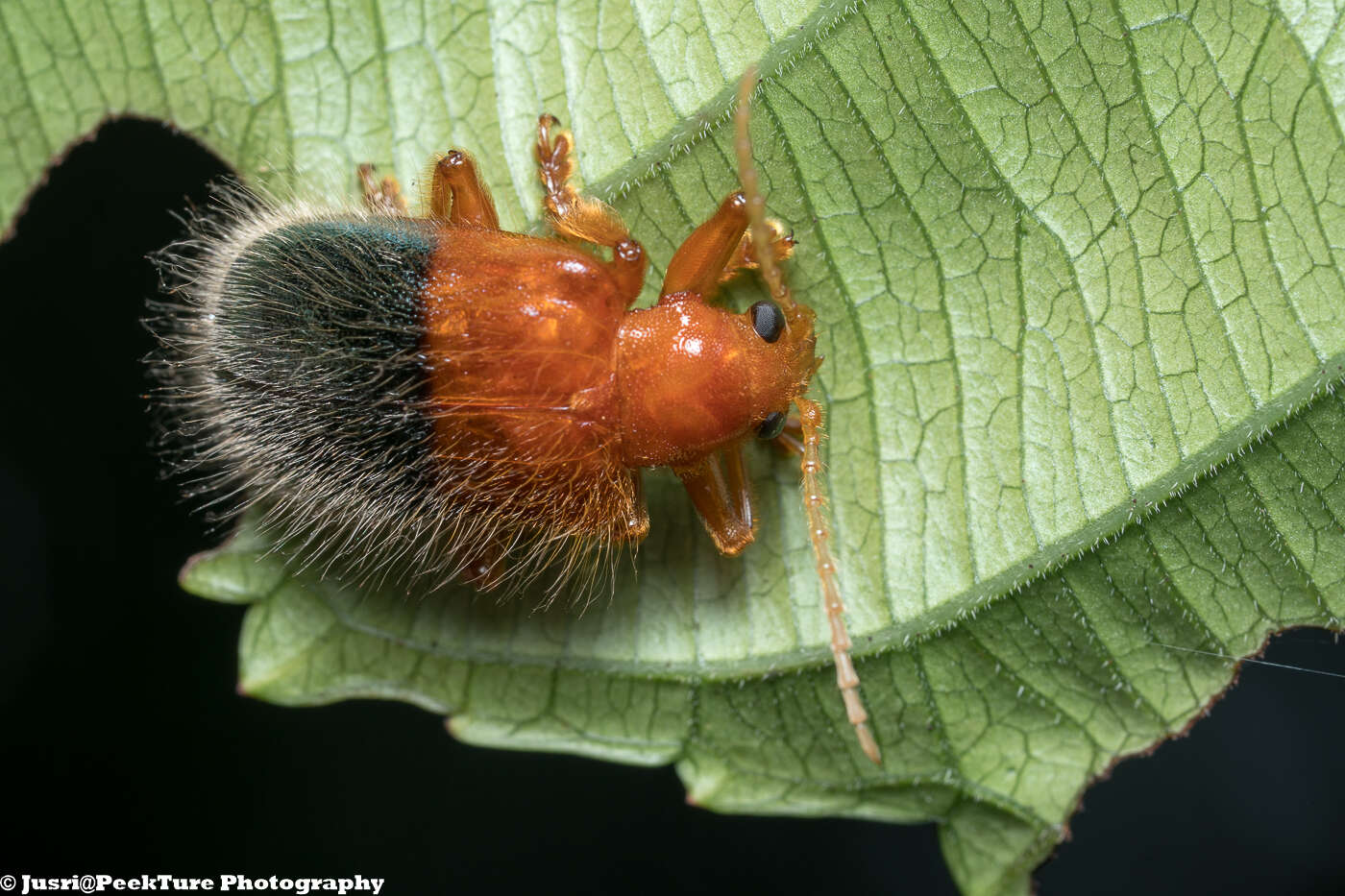 صورة Goniopleura auricoma