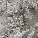 Image of Achillea maritima subsp. maritima