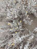 Image of Achillea maritima subsp. maritima