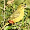 Sivun Crithagra sulphurata sulphurata (Linnaeus 1766) kuva