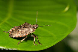 Image of Apateticus (Apateticus) lineolatus (Herrich-Schaeffer 1840)