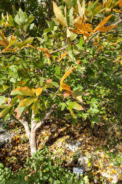 Image of canyon maple