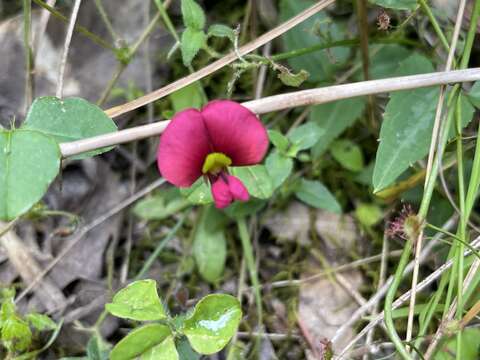 Plancia ëd Kennedia carinata (Benth.) Domin