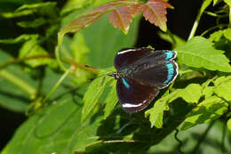 Image of Diaethria candrena Godart 1823