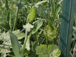 Image of Cyprus-vetch