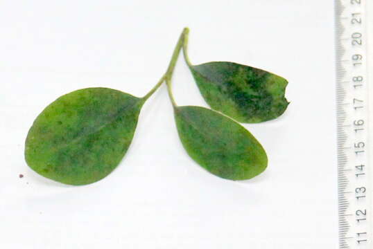 Image of Griselinia littoralis (Raoul) Raoul