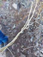 Image of Sonoran milkvine