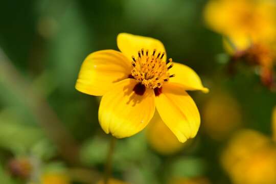 Image of Bidens chiapensis T. S. Brandeg.