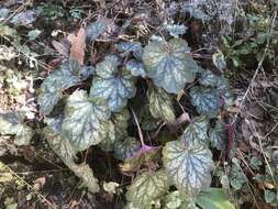 Image de Heuchera glomerulata C. O. Rosend. Butters & Lakela