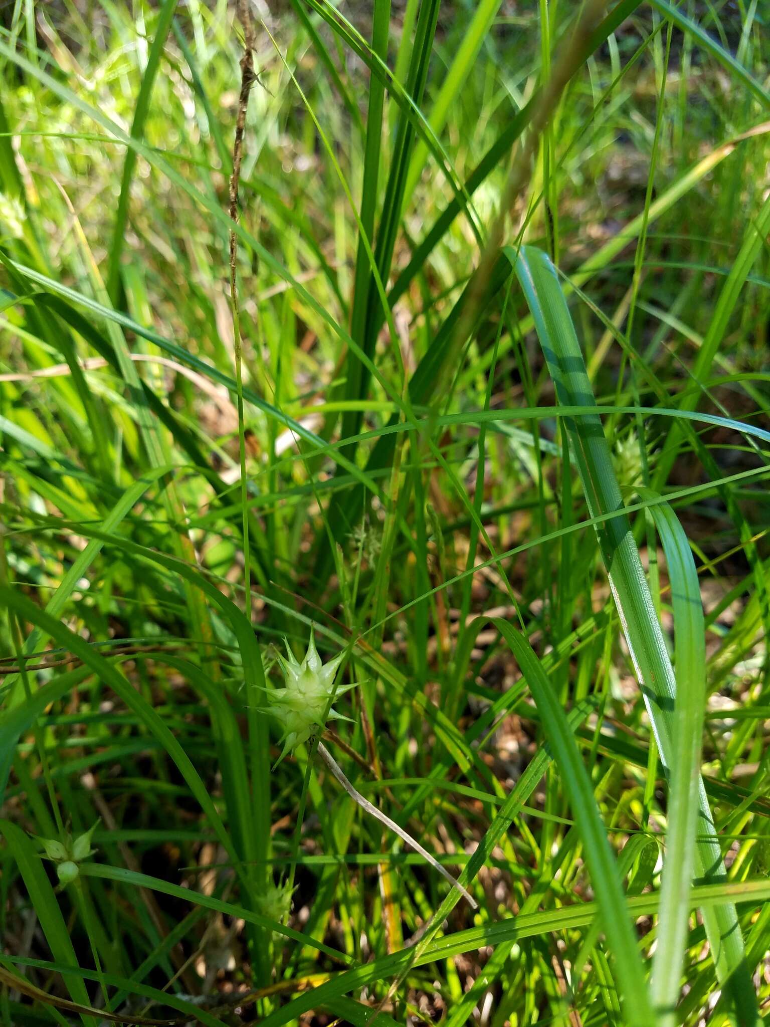 Слика од Carex louisianica L. H. Bailey