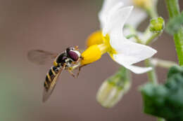 Toxomerus calceolatus (Macquart 1842) resmi