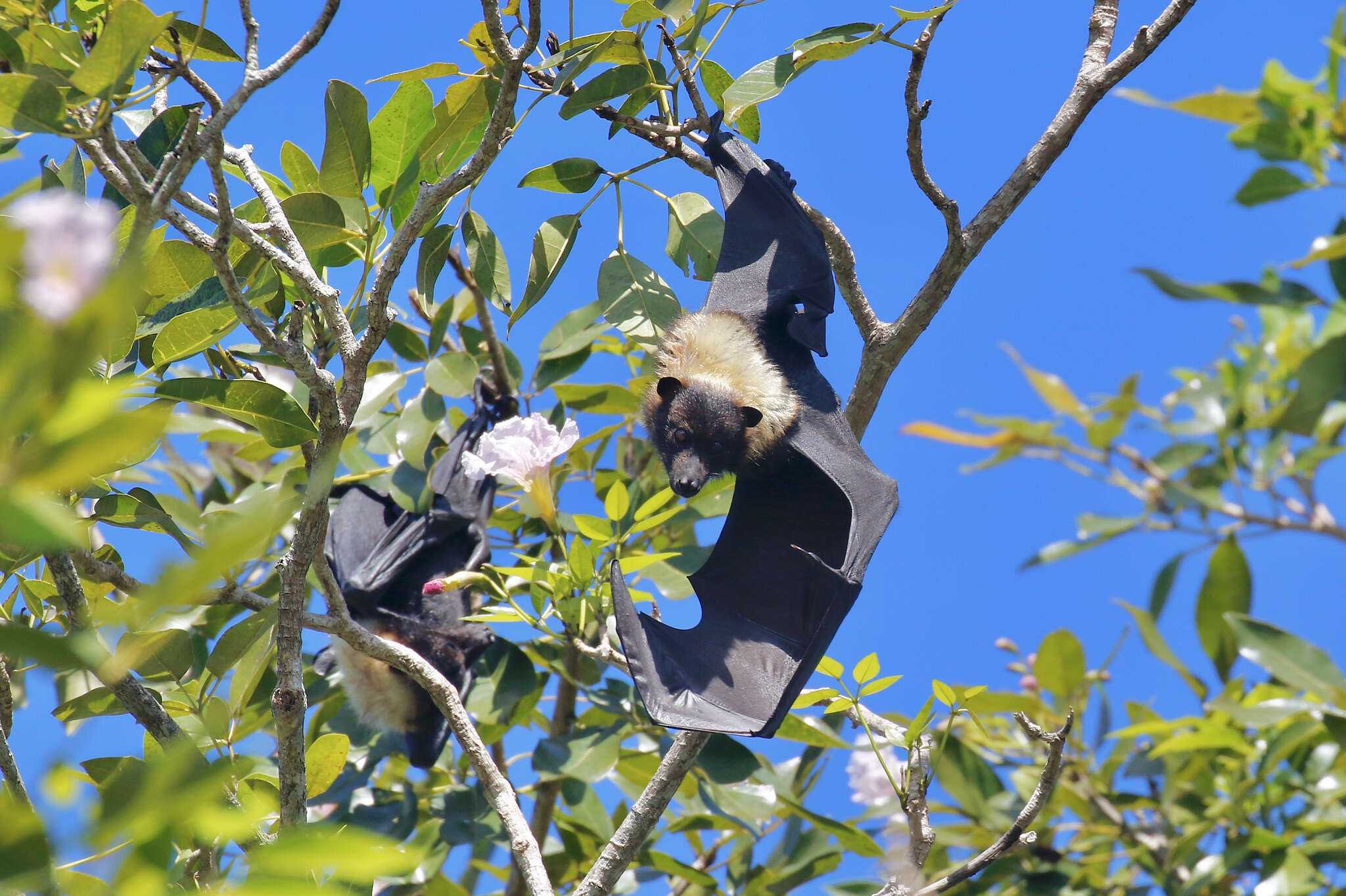 Image of Insular Flying Fox