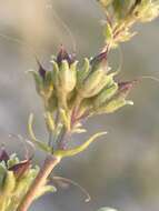 Image of stiffleaf penstemon