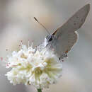 Image of Satyrium sylvinus (Boisduval 1852)