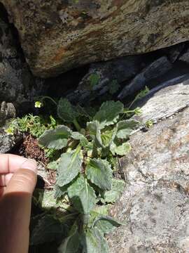 Imagem de Tephroseris integrifolia subsp. primulifolia (Cufod.) Greuter