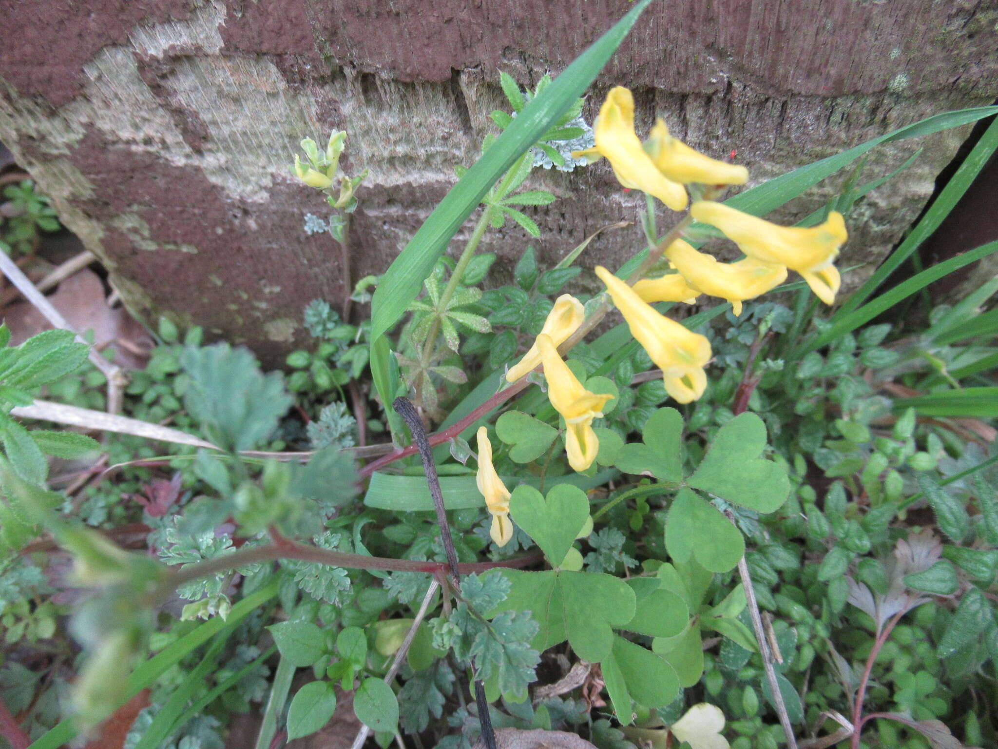 Image of smallflower fumewort