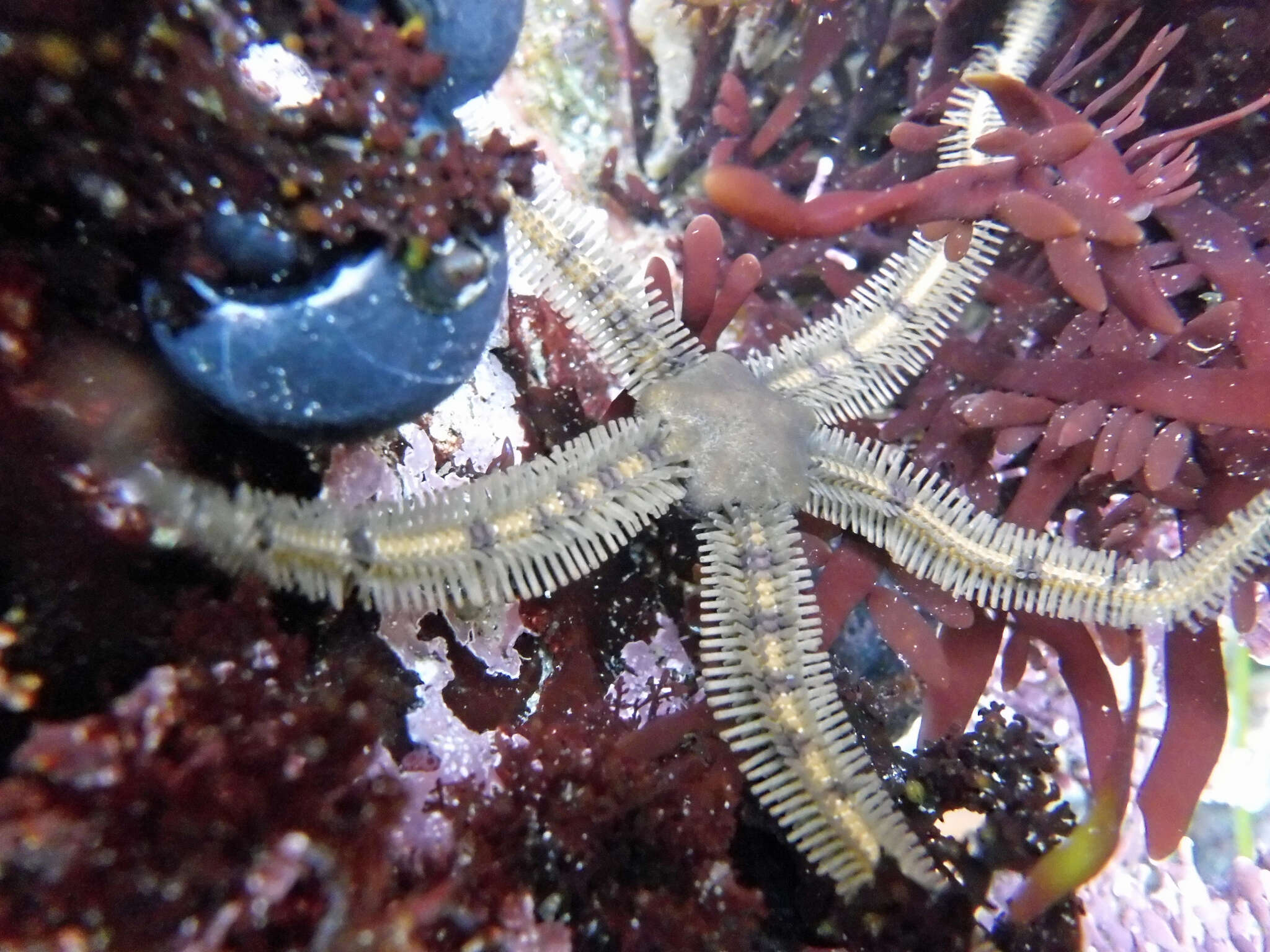 Image of Ophiopteridae O'Hara, Stöhr, Hugall, Thuy & Martynov 2018