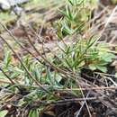 Image of Oxytropis oxyphylla (Pall.) DC.