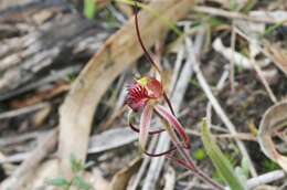 Caladenia caudata Nicholls resmi