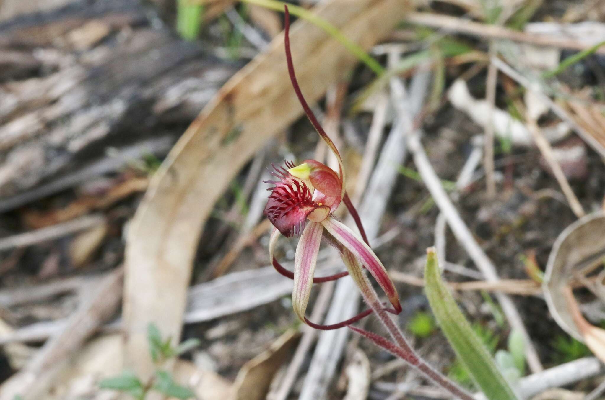 Image of Tailed spider orchid