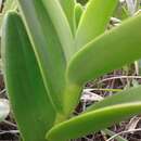 Image of Epidendrum jamiesonis Rchb. fil.