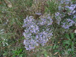 Image of aster